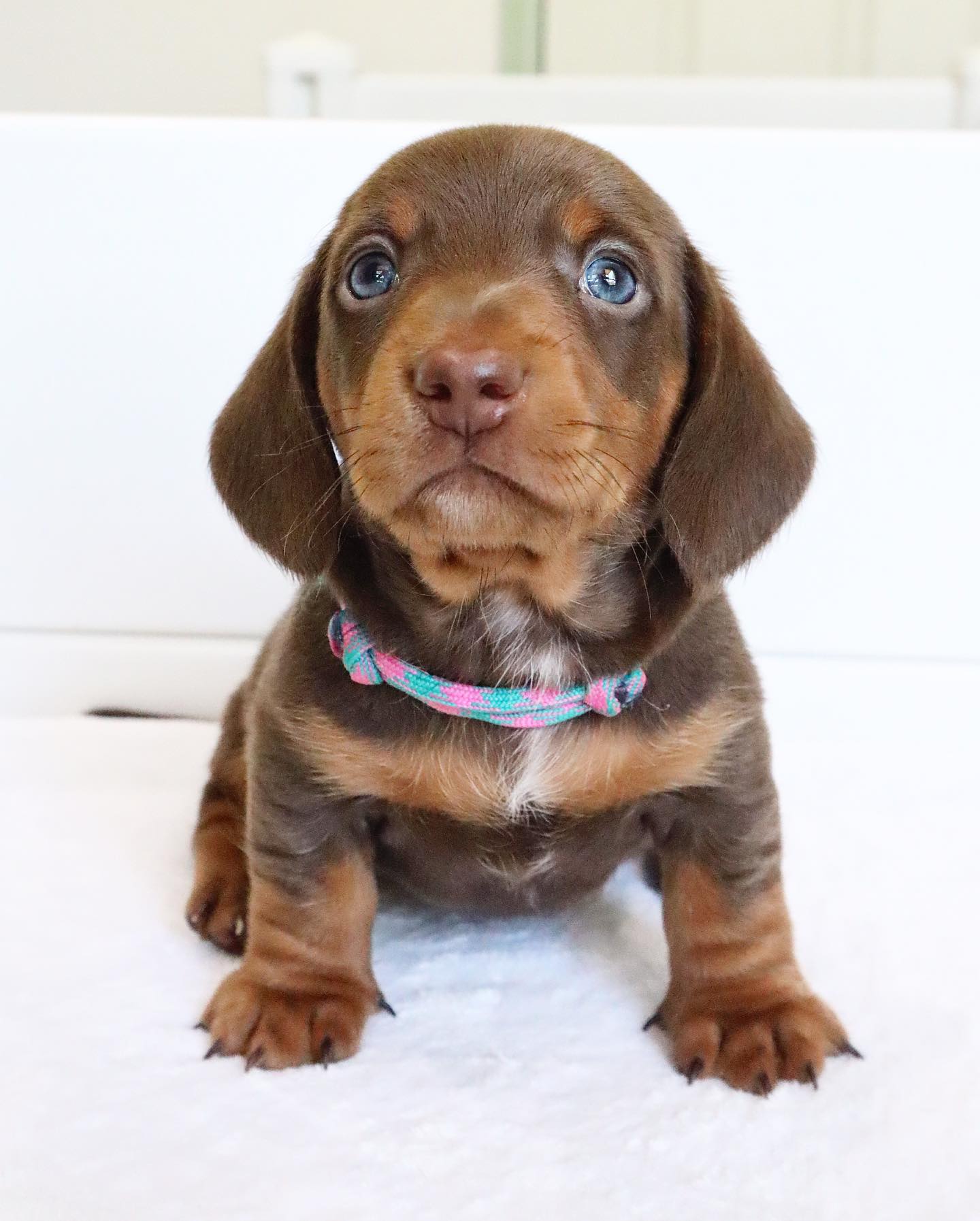 dachshund__dynasty_1702078265_3253590764486922493_46728615292