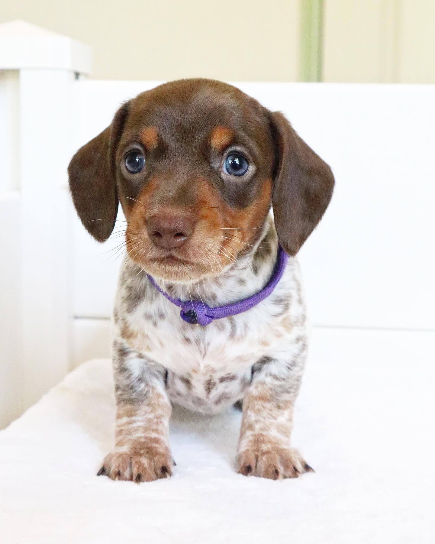 dachshund__dynasty_1702096523_3253743925051456384_46728615292