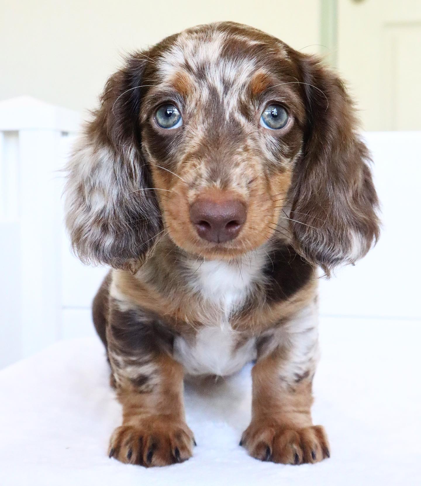 dachshund__dynasty_1702190528_3254532494745613750_46728615292