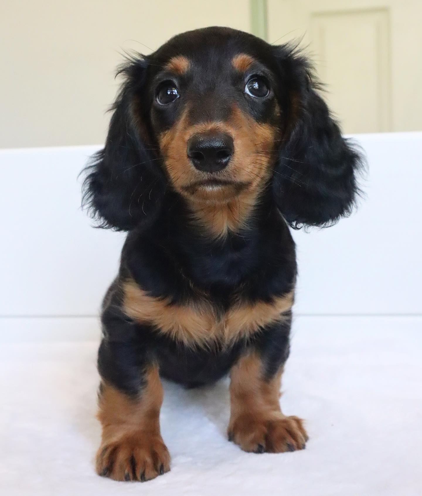 dachshund__dynasty_1702242041_3254964615381582667_46728615292